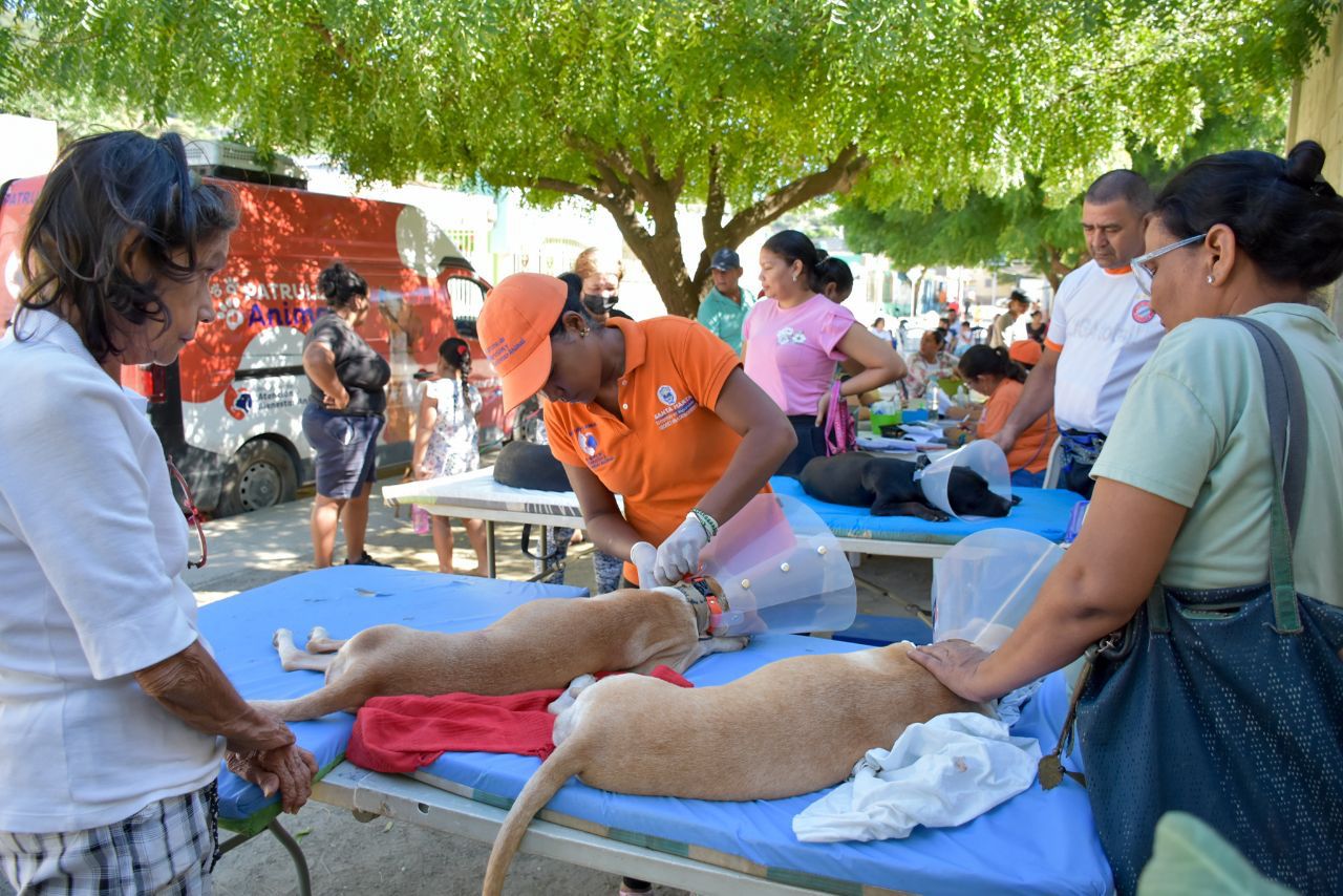40 Caninos y felinos fueron esterilizados en el barrio Bastidas