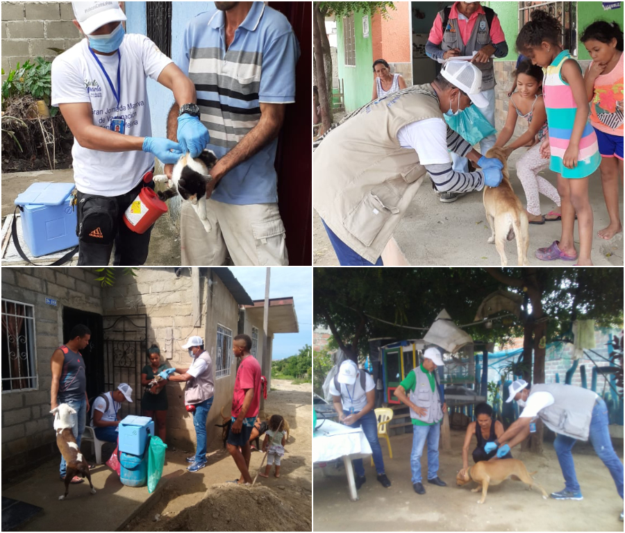 Continúa vacunación canina y felina en el Distrito Continúa vacunación canina y felina en el Distrito