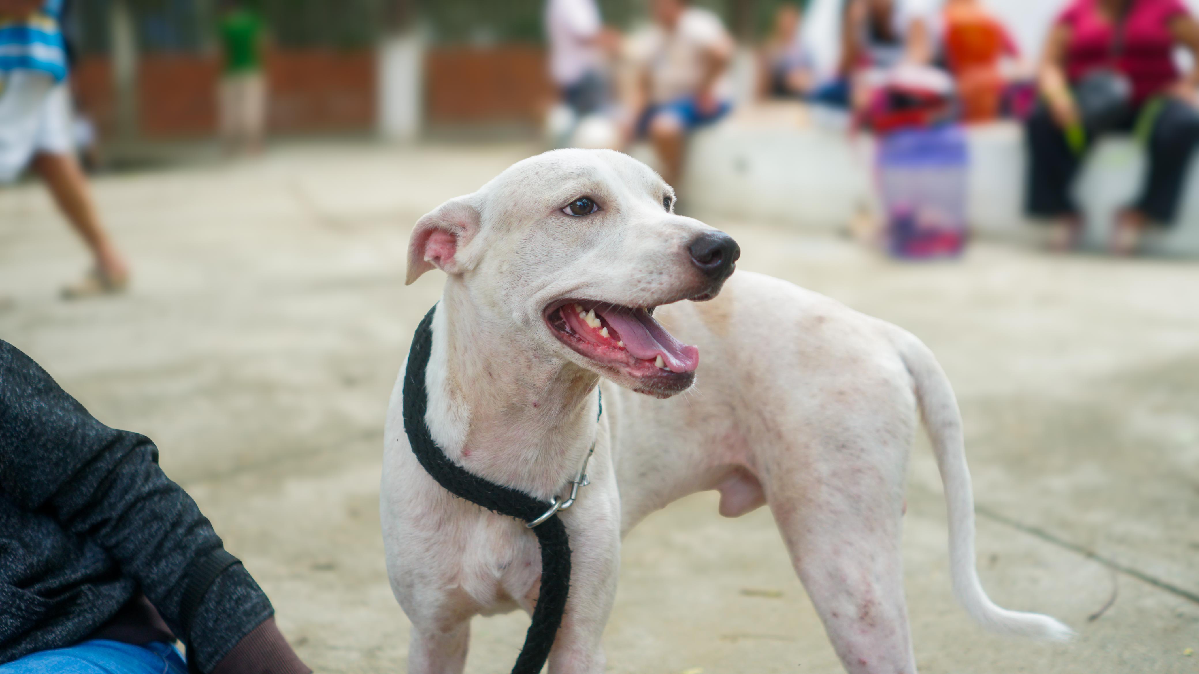 **Éxito en la jornada de esterilizaciones: Un paso firme hacia el bienestar animal en Santa Marta** **Éxito en la jornada de esterilizaciones: Un paso firme hacia el bienestar animal en Santa Marta**