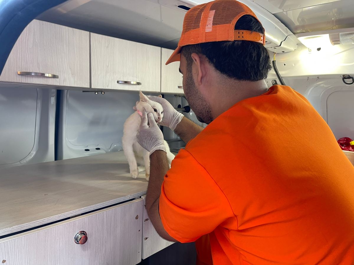 La gatita sorda que se robó el corazón de todos en las jornadas de esterilización de la Alcaldía