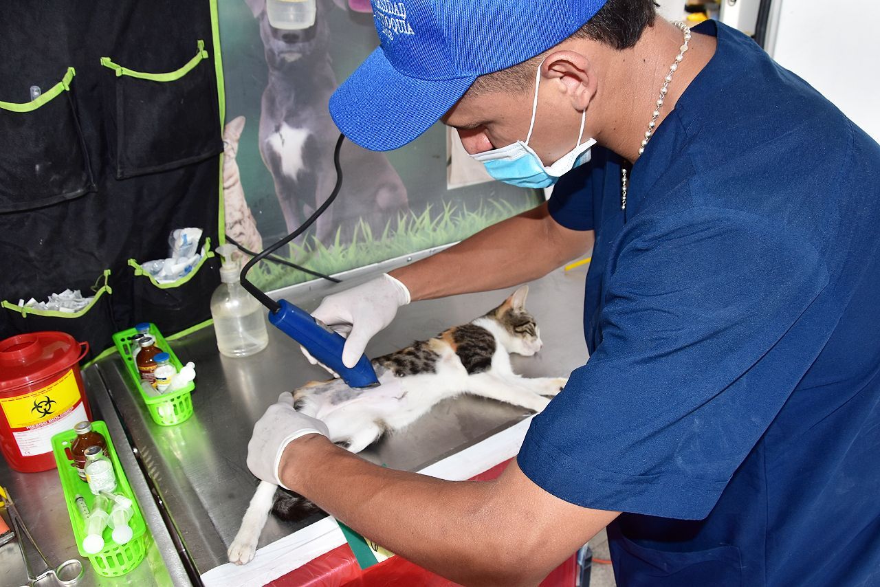 Esterilizaron a 2.335 animales en la ciudad del cambio Esterilizaron a 2.335 animales en la ciudad del cambio