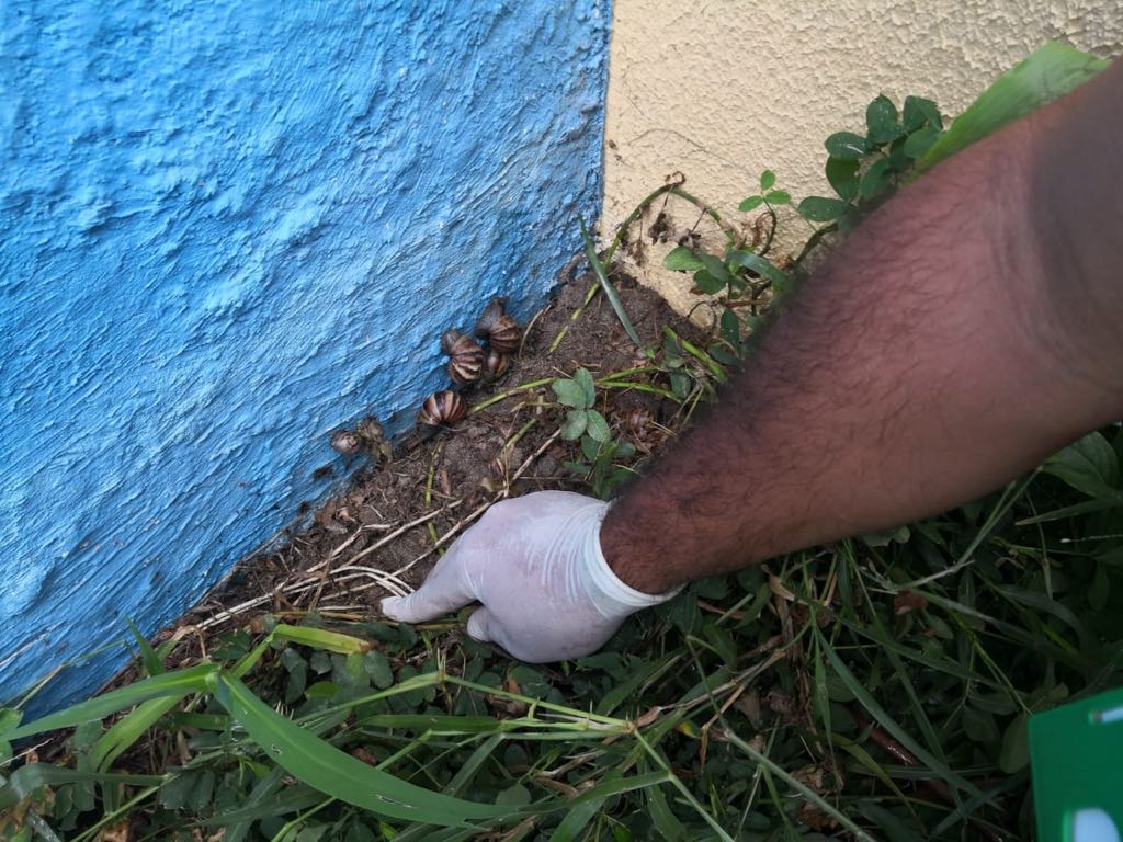 Dadsa emite medidas de prevención a samarios, tras el hallazgo del caracol africano en Gaira