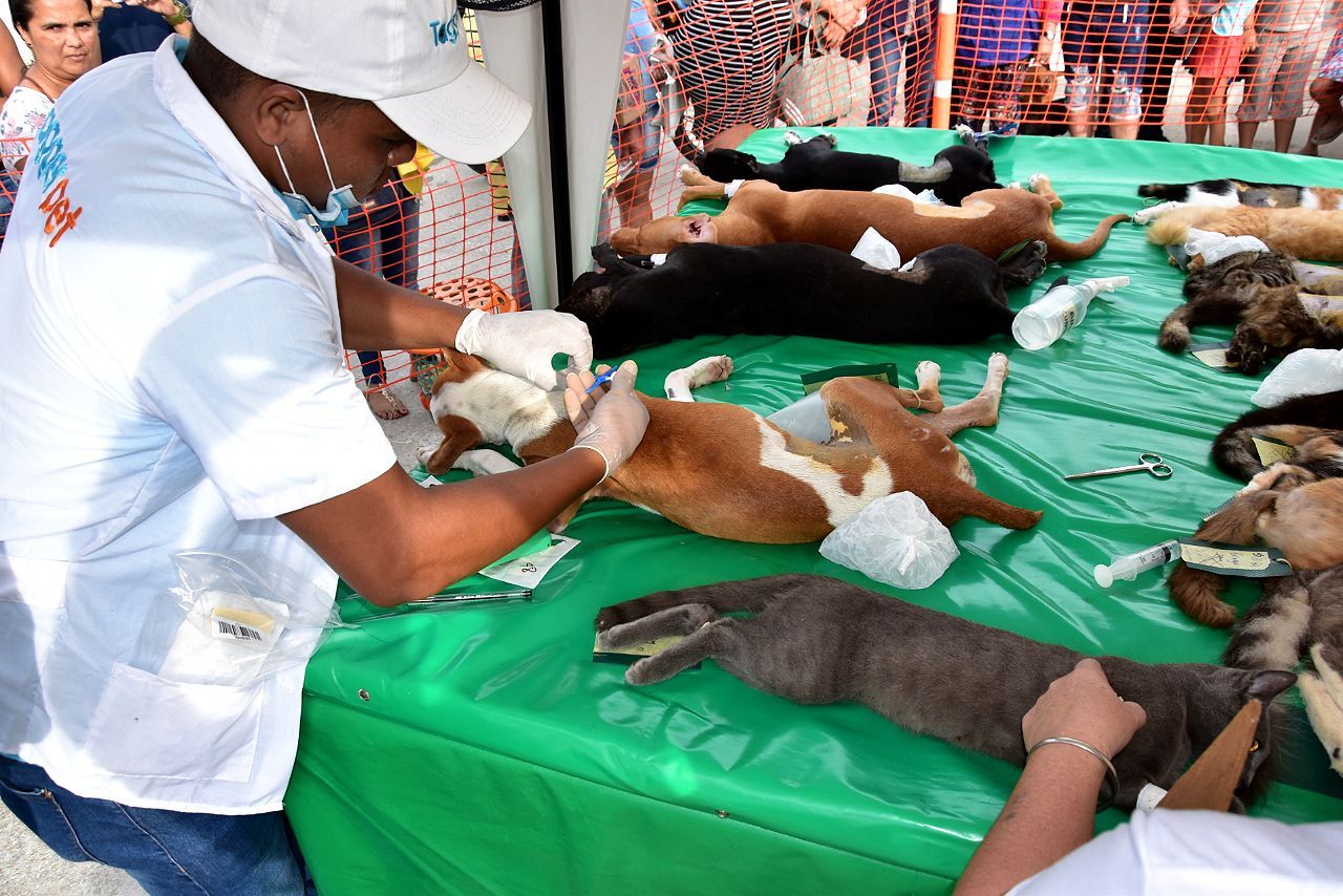1.665 felinos y caninos fueron atendidos en la campaña de esterilización liderada por el gobierno del cambio 1.665 felinos y caninos fueron atendidos en la campaña de esterilización liderada por el gobierno del cambio