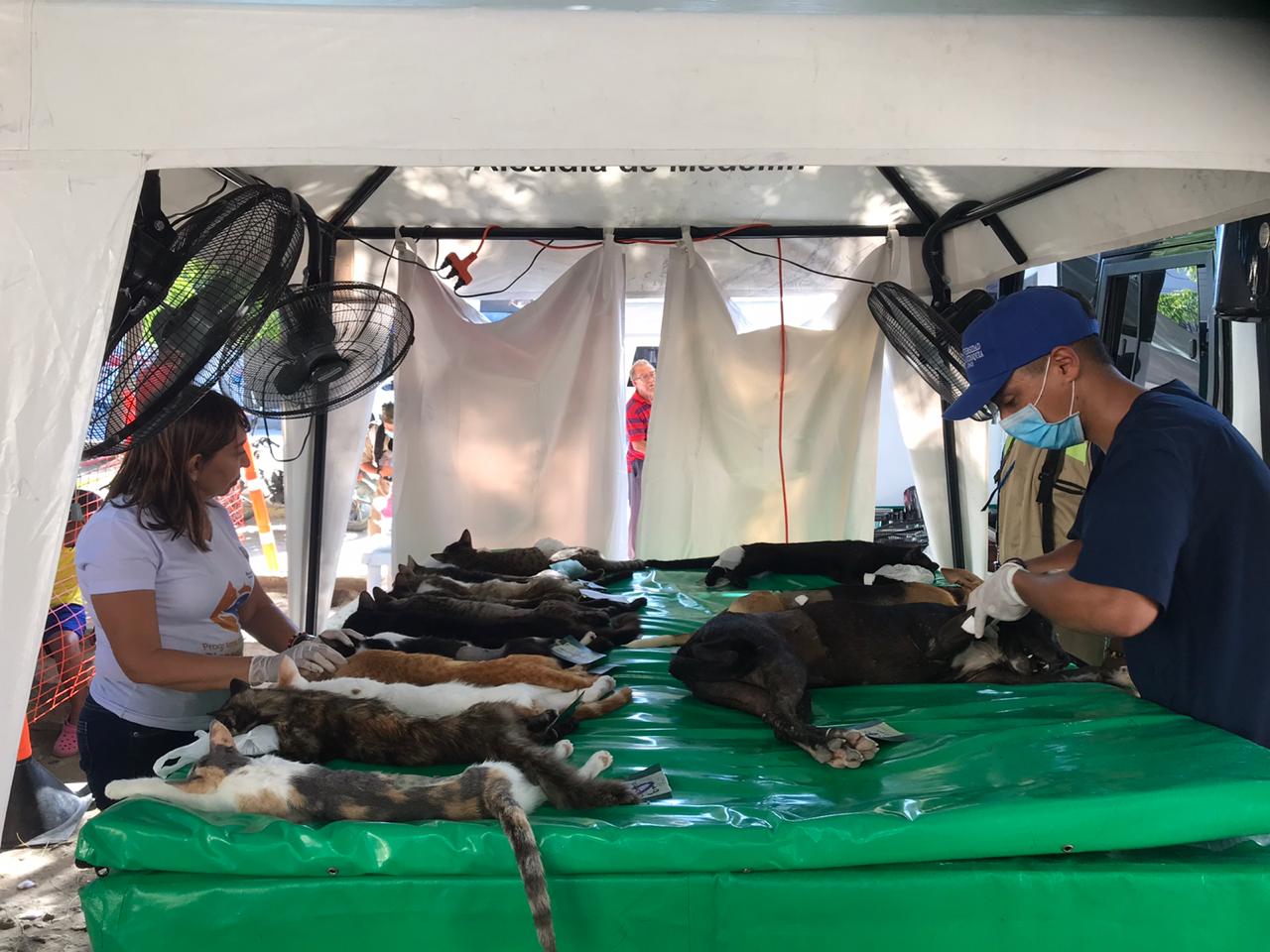 100 felinos y caninos beneficiados con la VII Jornada de Esterilización de la Alcaldía del Cambio 100 felinos y caninos beneficiados con la VII Jornada de Esterilización de la Alcaldía del Cambio