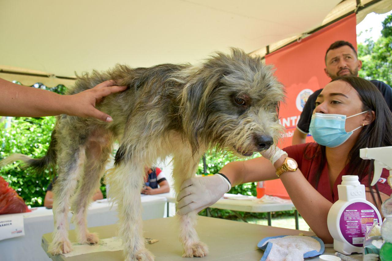 Alcaldía realizó con éxito la primera jornada de adopción y bienestar animal para perros y gatos en Santa Marta