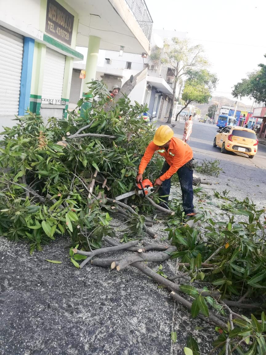 Essmar realizó poda de árbol en el Centro Histórico de Santa Marta Essmar realizó poda de árbol en el Centro Histórico de Santa Marta