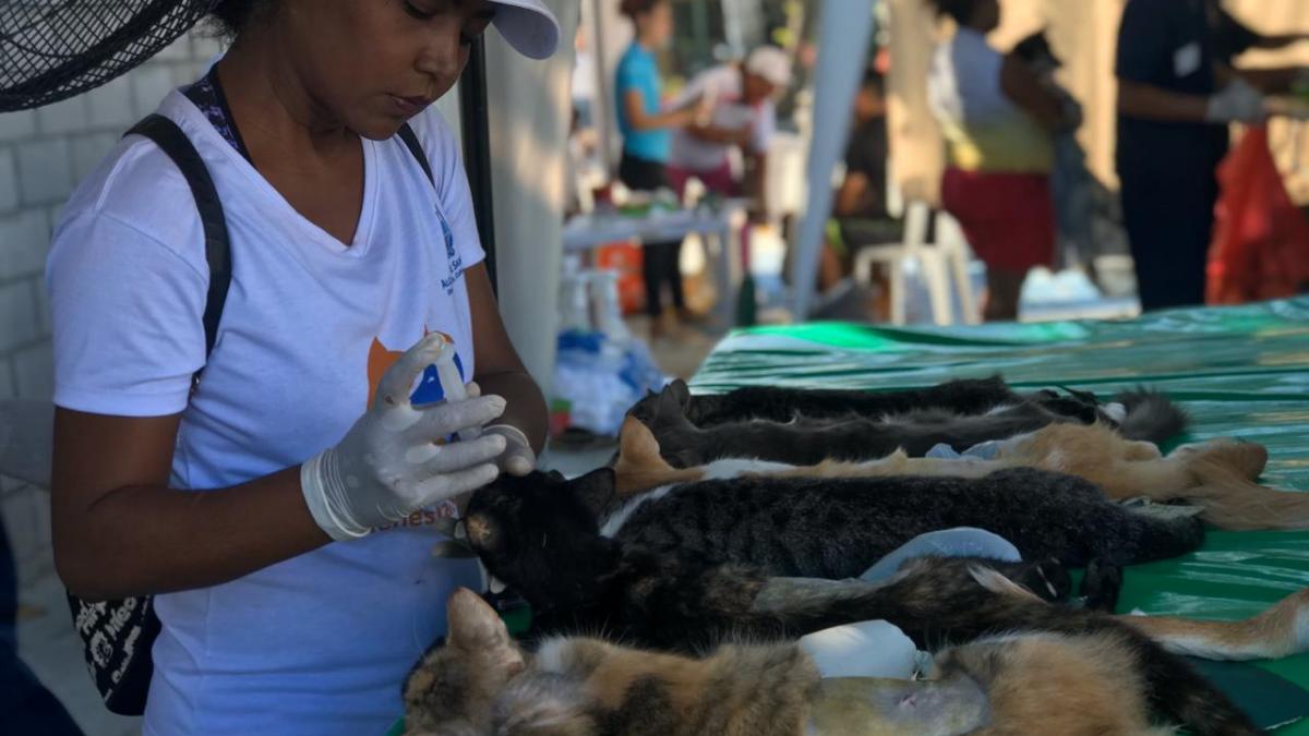 Jornada de Esterilización llegó hasta el Mercado Público de Santa Marta