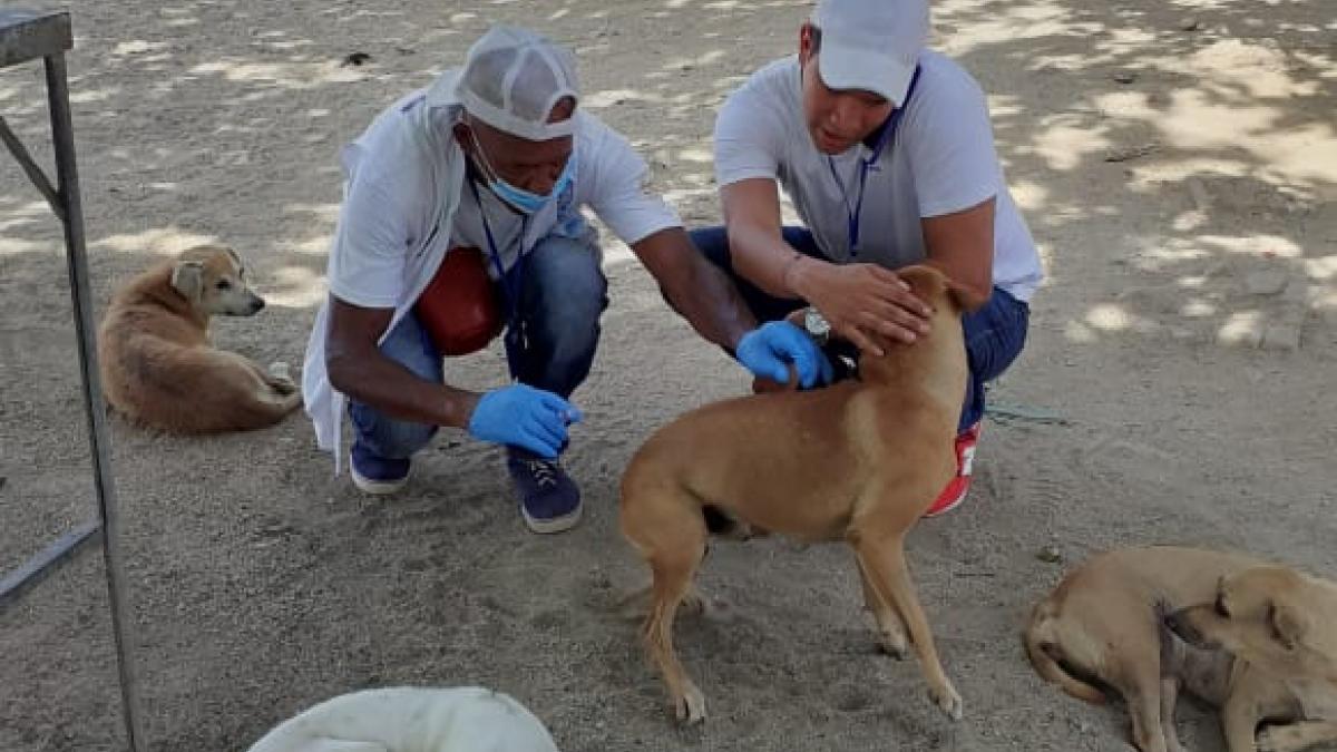 Vacunación canina y felina llega a San Martín, Villa Tabla, San Jorge y Nacho Vives