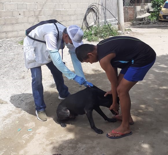 Distrito avanza con vacunación canina y felina  