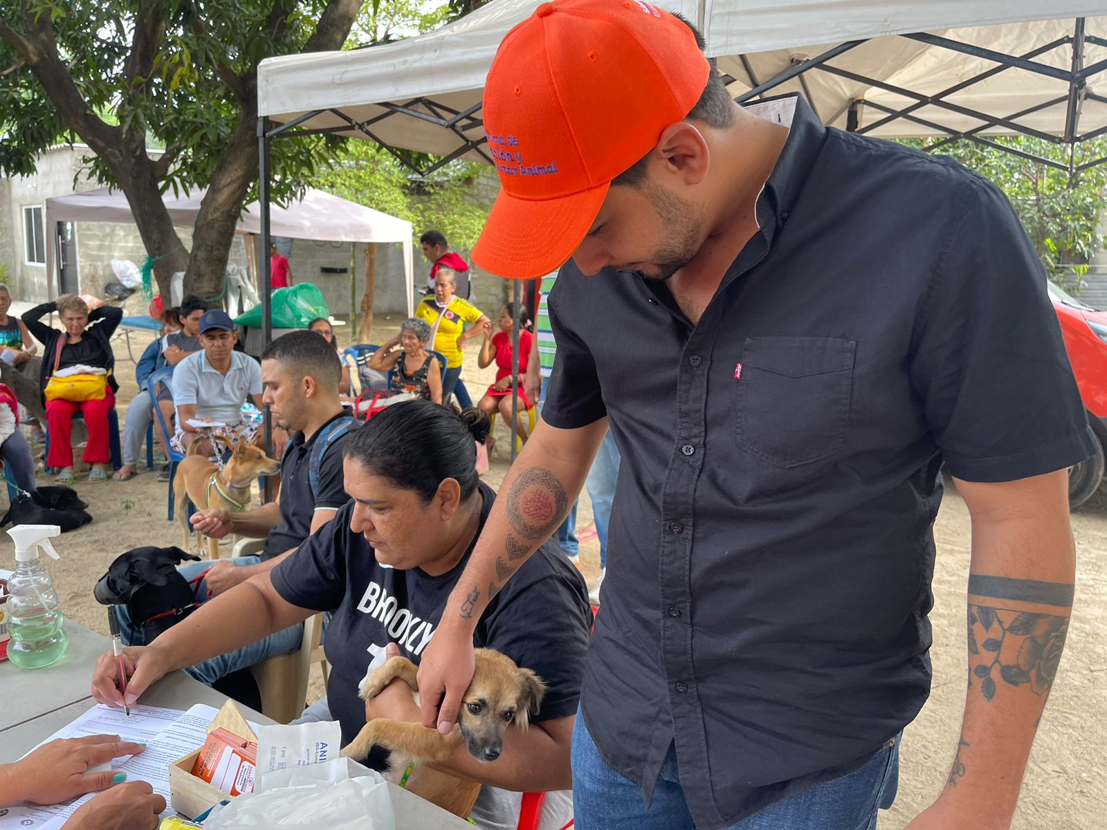 Programa de Atención y Bienestar Animal de la Alcaldía ha esterilizado 2.950 caninos y felinos